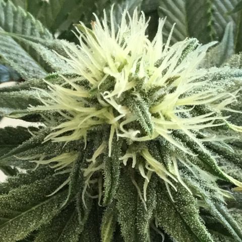Blue Cheese growlog timeline photo