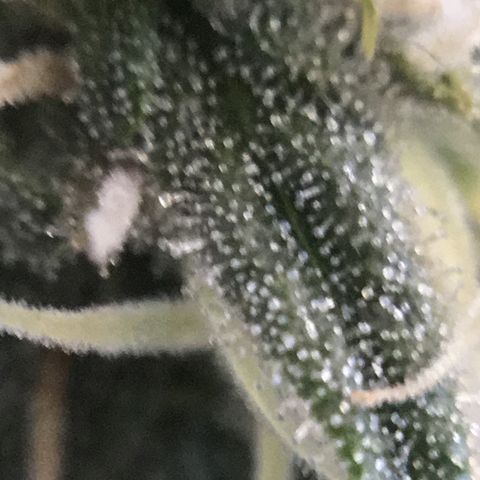 Blue Cheese growlog timeline photo