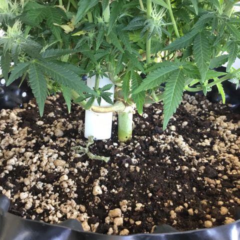 Blue Cheese growlog timeline photo