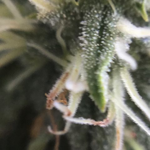 Blue Cheese growlog timeline photo