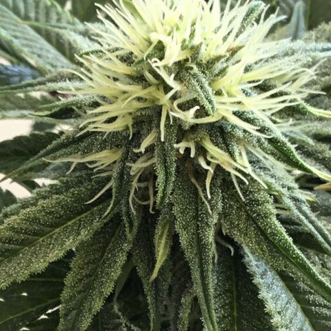 Blue Cheese growlog timeline photo