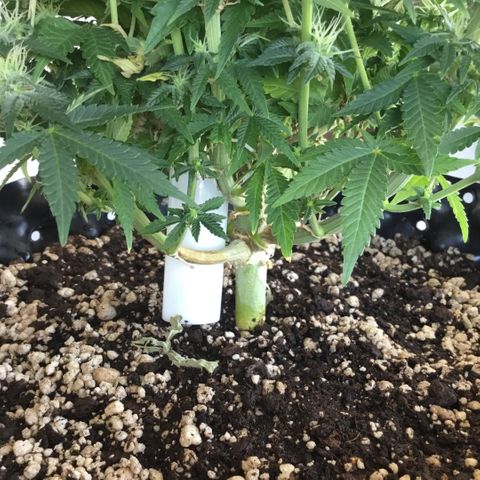 Blue Cheese growlog timeline photo
