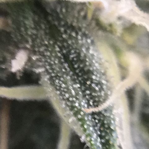 Blue Cheese growlog timeline photo