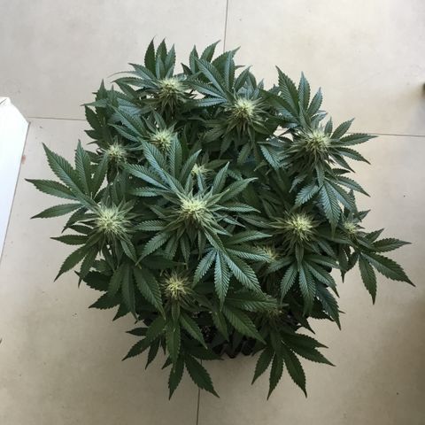 Blue Cheese growlog timeline photo