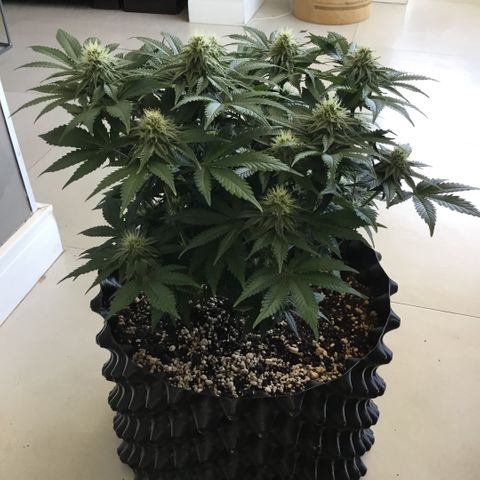 Blue Cheese growlog timeline photo