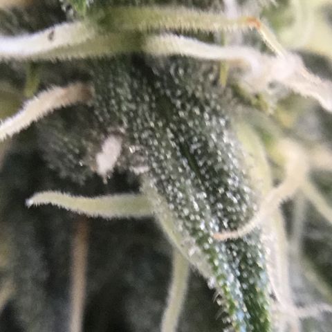 Blue Cheese growlog timeline photo