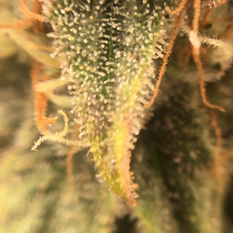 Blue Cheese growlog timeline photo