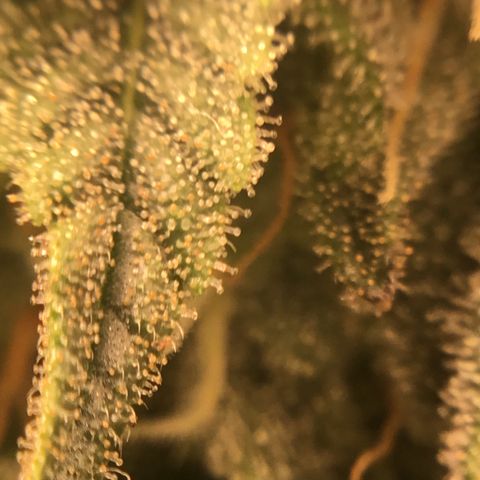 Blue Cheese growlog timeline photo