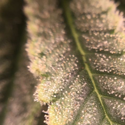 Blue Cheese growlog timeline photo