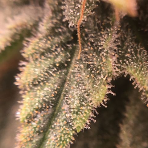 Blue Cheese growlog timeline photo