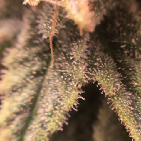 Blue Cheese growlog timeline photo