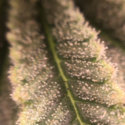 Blue Cheese growlog timeline photo