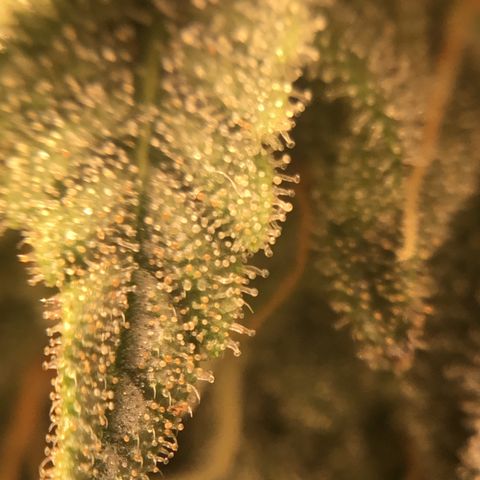 Blue Cheese growlog timeline photo