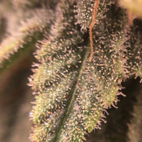 Blue Cheese growlog timeline photo