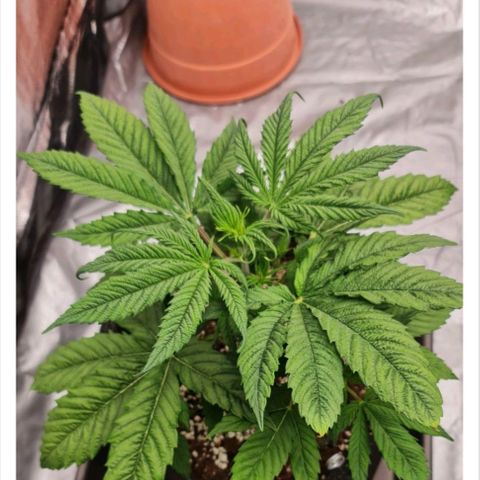Blue Cheese growlog photo: Excesso de rega