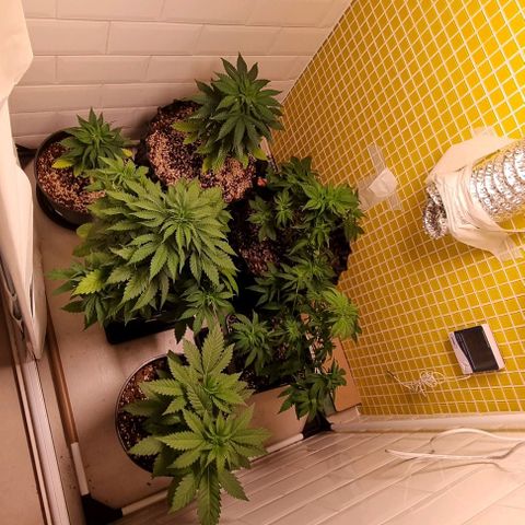 Blue Cheese growlog photo: 1o dia de flora das Ps