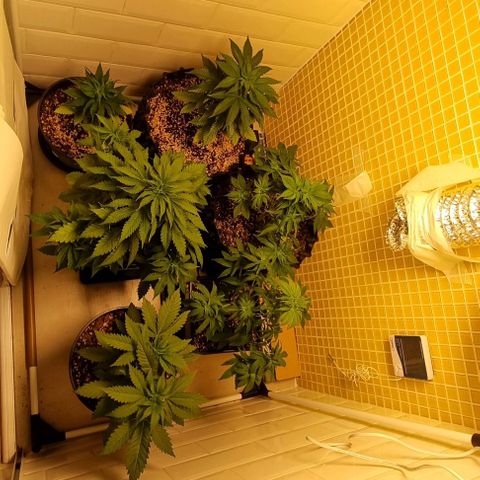 Blue Cheese growlog photo: 1o dia de flora das Ps