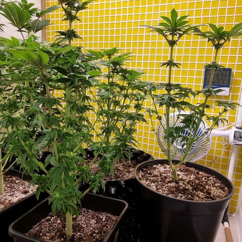 Blue Cheese growlog timeline photo