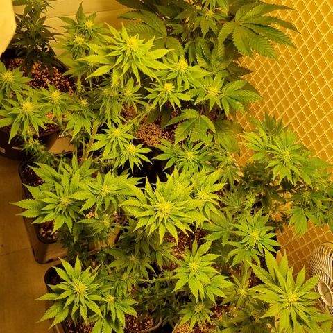 Blue Cheese growlog timeline photo