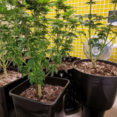 Blue Cheese growlog timeline photo