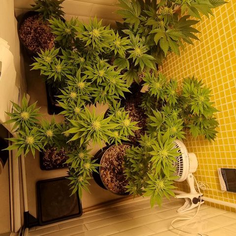 Blue Cheese growlog timeline photo