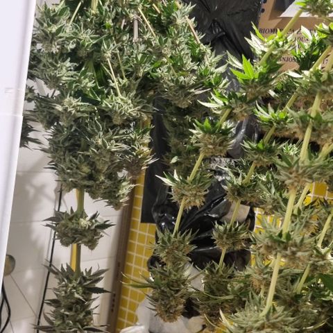 Blue Cheese growlog timeline photo