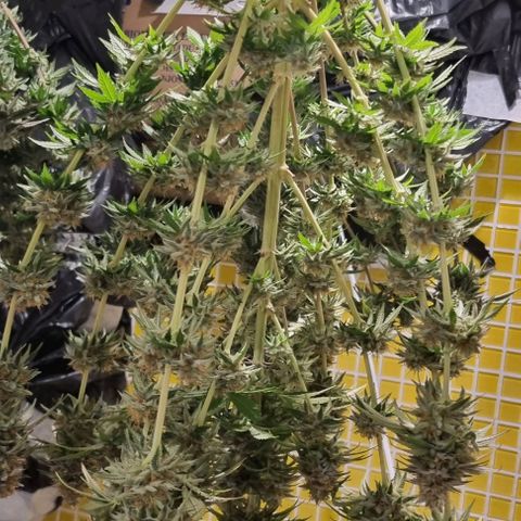 Blue Cheese growlog timeline photo