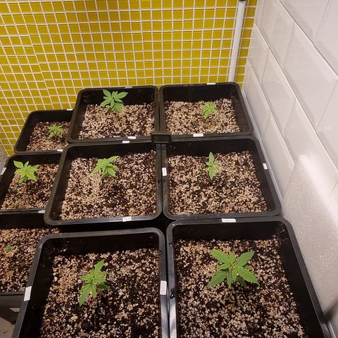 Blue Cheese growlog photo: Dia 22
Visão geral