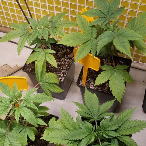 Blue Cheese growlog photo: Mostrando as folhas pálidas e brancas nas pontas
