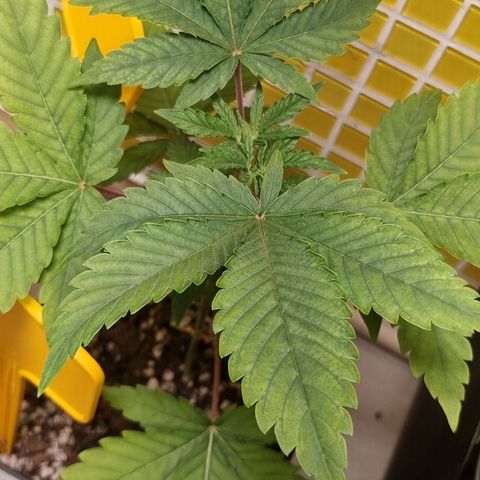 Blue Cheese growlog photo: De novo