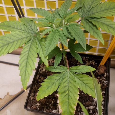 Blue Cheese growlog photo: Outra