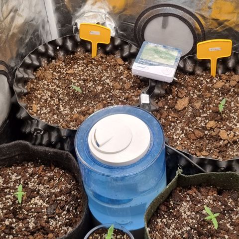 Blue Cheese growlog photo: Visão geral