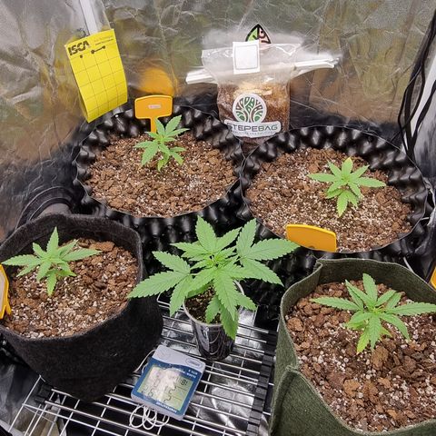 Blue Cheese growlog timeline photo