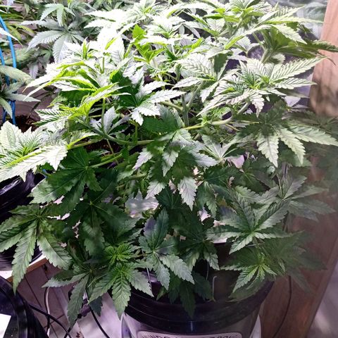 Northern Lights #1 growlog timeline photo