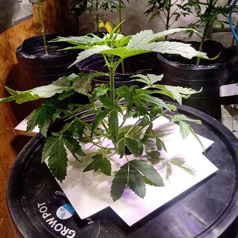 Northern Lights #2 growlog timeline photo