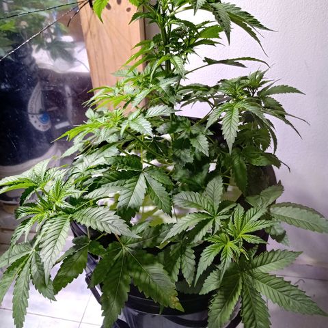 Northern Lights #2 growlog timeline photo