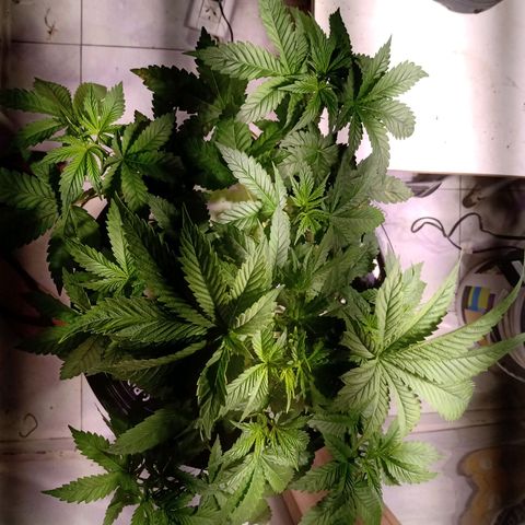Northern Lights #2 growlog timeline photo