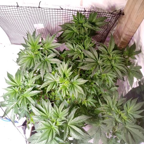Northern Lights #1 growlog timeline photo