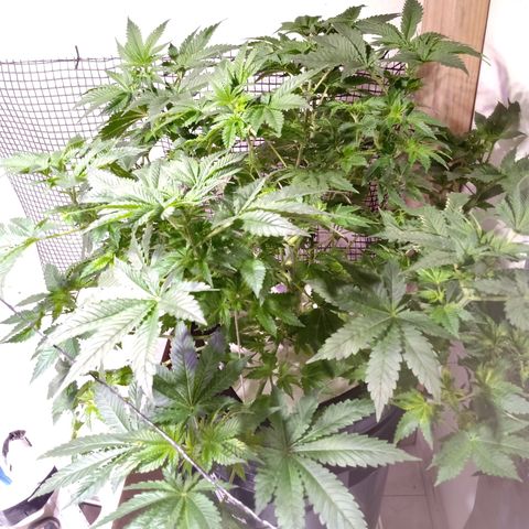 Northern Lights #1 growlog timeline photo