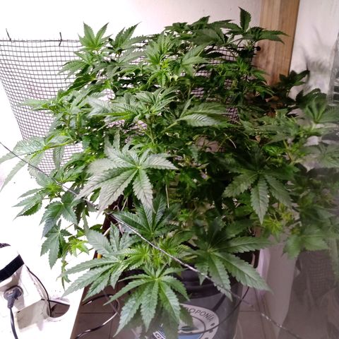 Northern Lights #1 growlog timeline photo