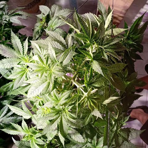 Northern Lights #2 growlog timeline photo