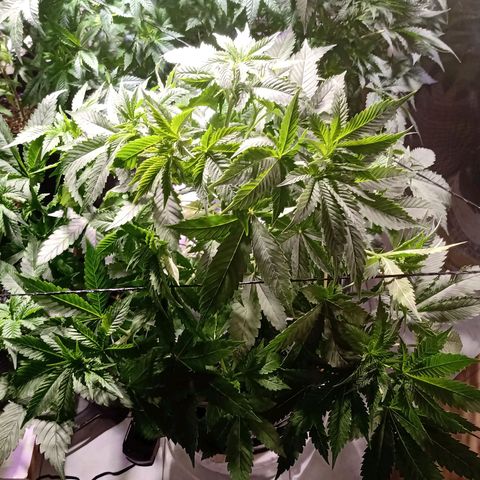 Northern Lights #2 growlog timeline photo