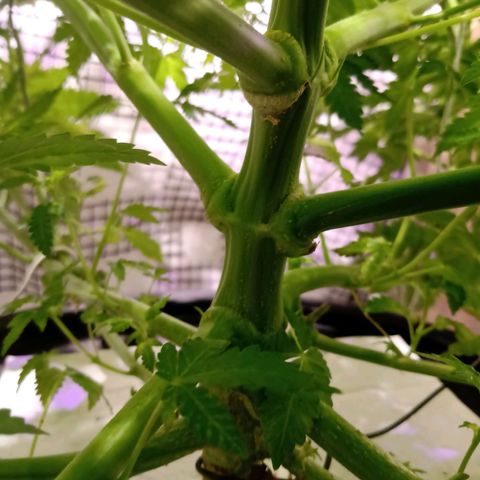 Northern Lights #1 growlog timeline photo