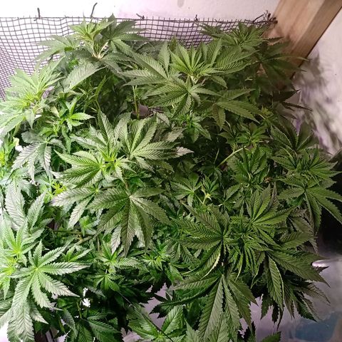Northern Lights #1 growlog timeline photo
