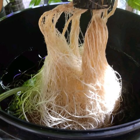Northern Lights #2 growlog timeline photo