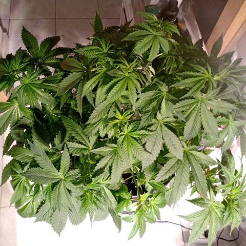 Northern Lights #2 growlog timeline photo