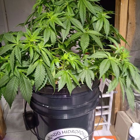 Northern Lights #2 growlog timeline photo