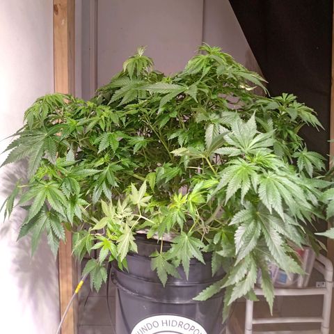 Northern Lights #1 growlog timeline photo