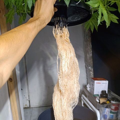 Northern Lights #1 growlog timeline photo