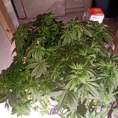 Northern Lights #1 growlog timeline photo